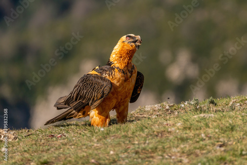 Adult bearded vulture swallowing a bone