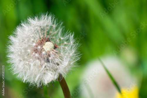 Blowing Wishes on a Sunny Meadow  Dandelion Dreams