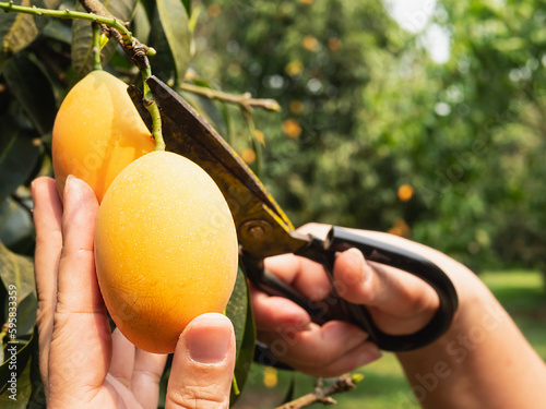 Asian farm man is checking his sour and sweet fruit called Marian Plum or Thai Plango or Marian Mango, of Plum Mango in his outdoors fruit garden photo