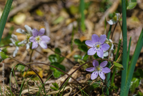 Blue and pink flower with white pistils in spring foreground