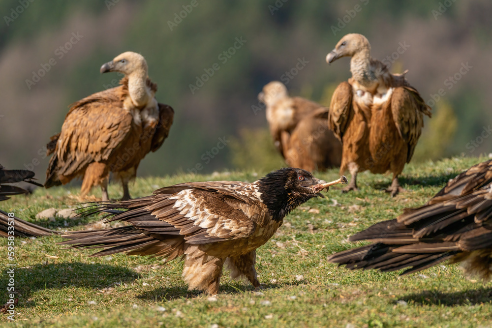 Obraz premium Young Bearded Vulture eating a bone among griffon vultures