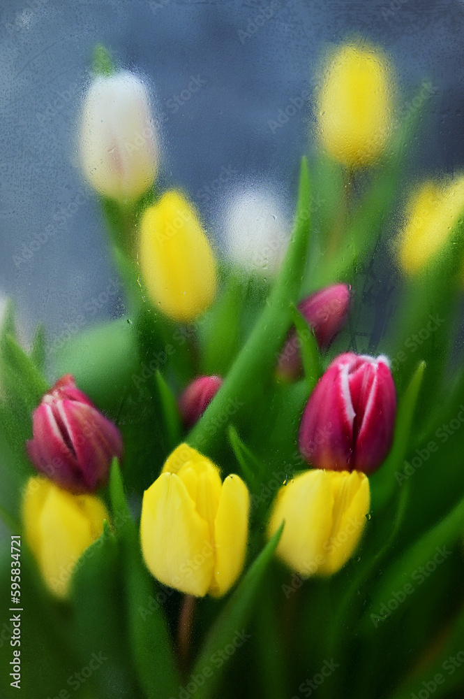 Colorful tulips Through Blurred Glass in frame