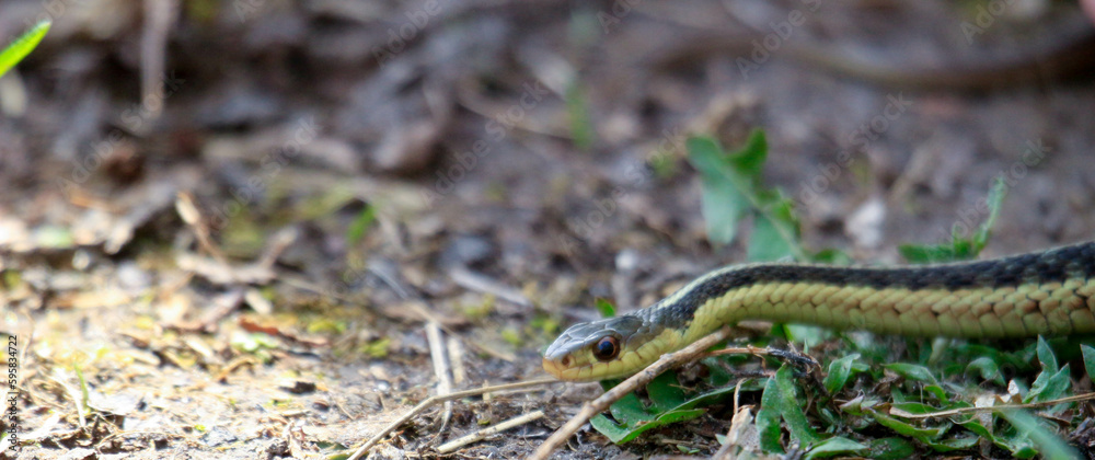 Eastern Garter snake (T. s. parietalis) photographed in Ontario Canada