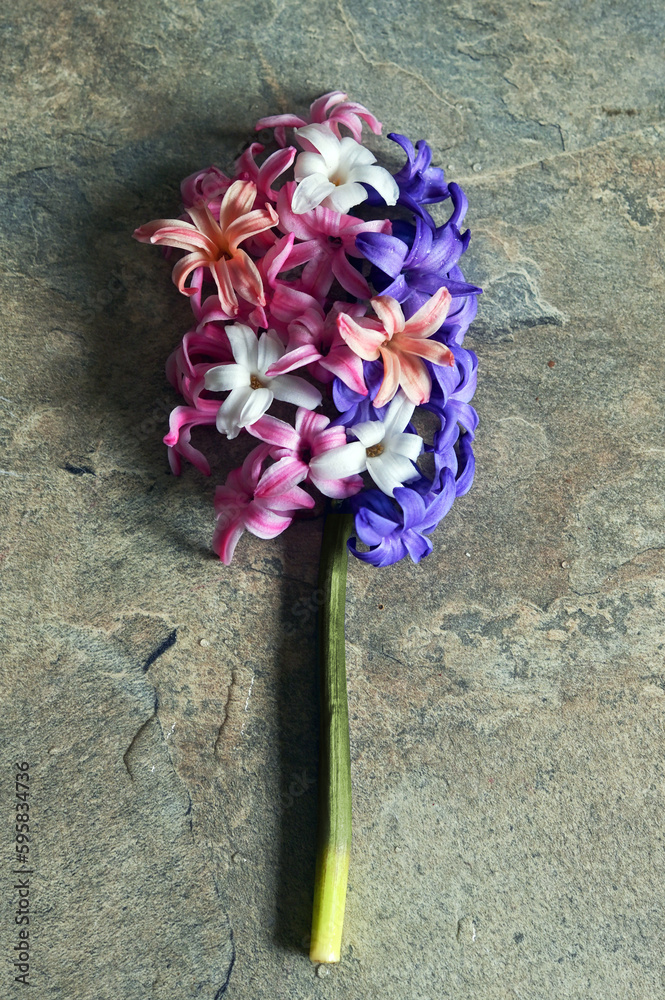Colorful Hyacinth Flowers On Stone Background