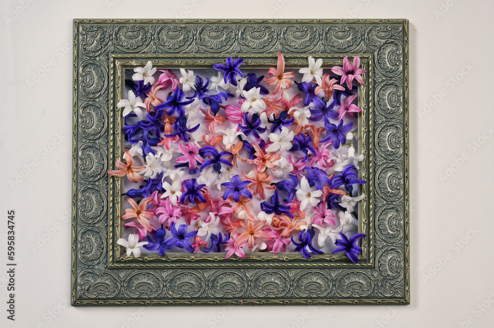 Spring Frame Colorful Hyacinth Flowers