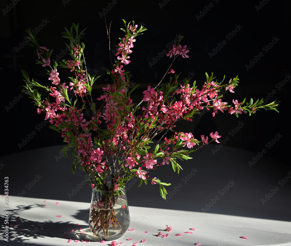Pink Cherry Blossoms in vase with Black Bacground