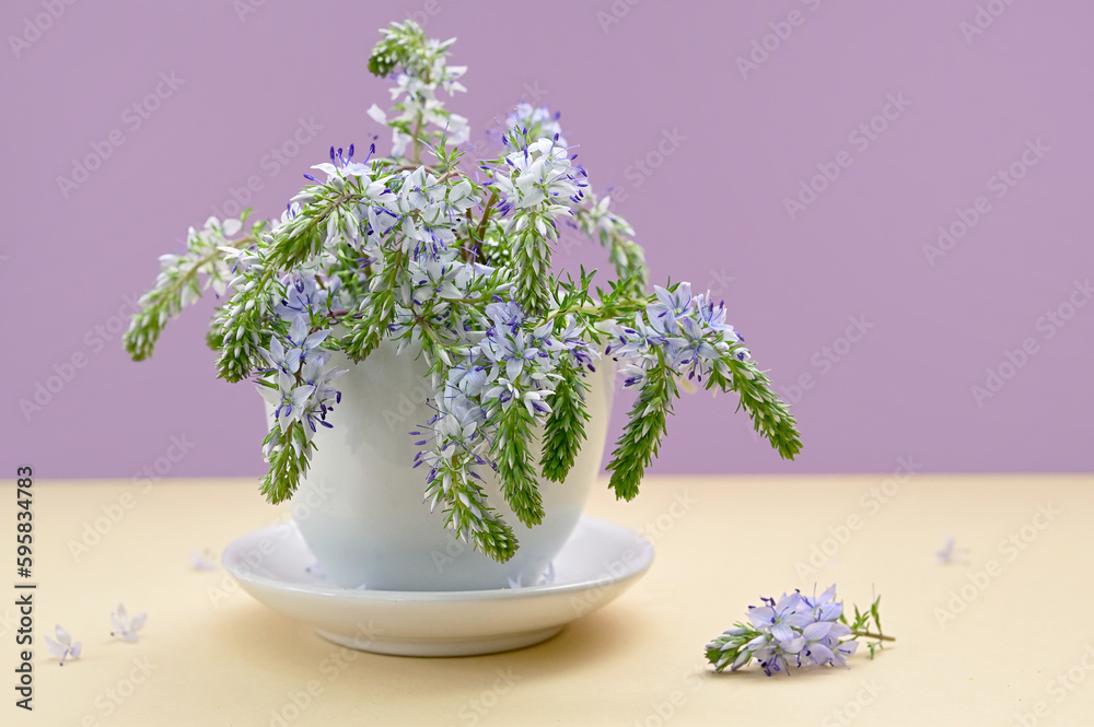 Prostrate Speedwells, Veronica flowers