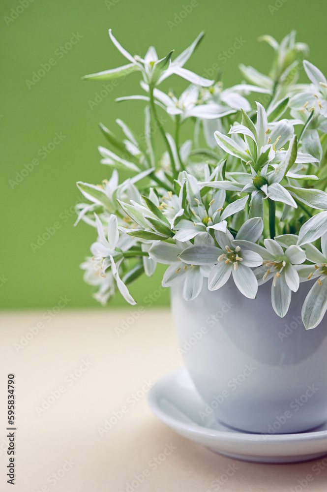 White flowers of Ornithogalum umbellatum or Star of Bethlehem