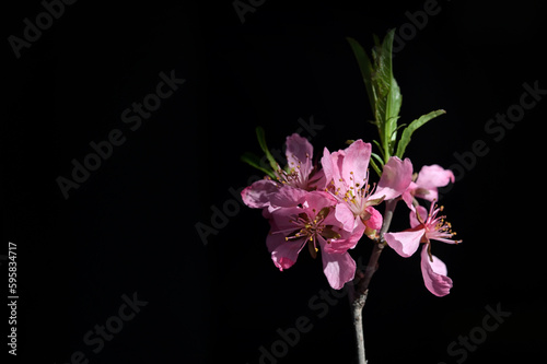Pink Cherry Blossoms with Black Bacground