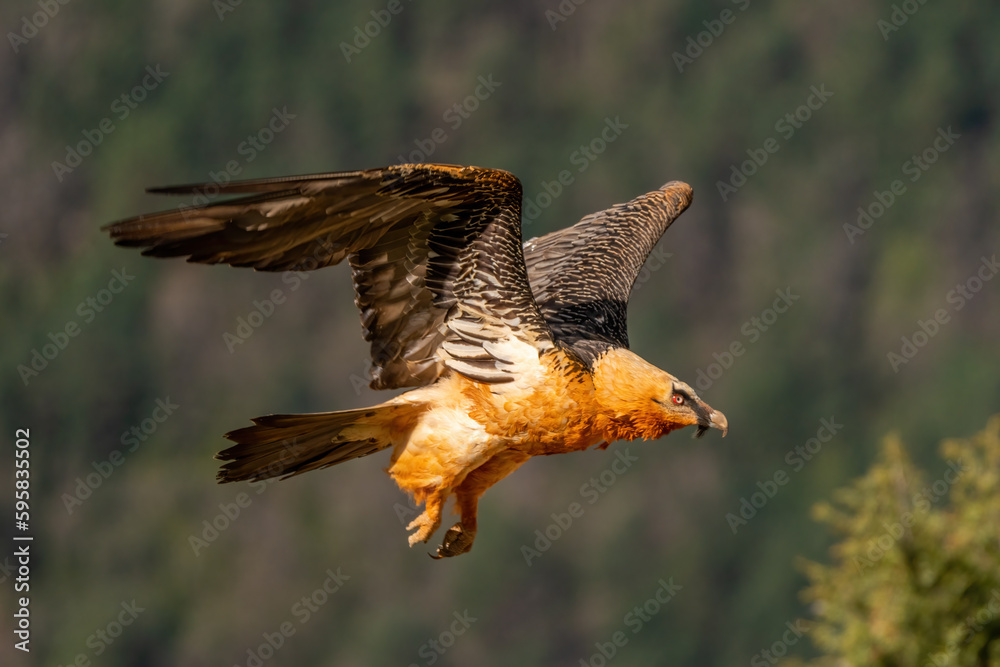 Fototapeta premium Adult Bearded Vulture flying through the trees