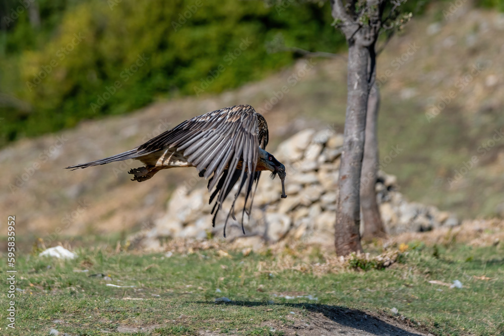Obraz premium Adult Bearded Vulture with a bone in its beak and flying through trees