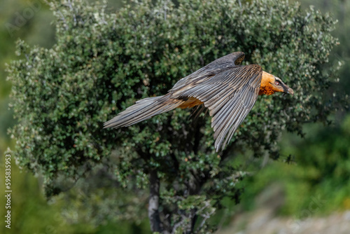 Adult Bearded Vulture flying with out-of-focus forest background