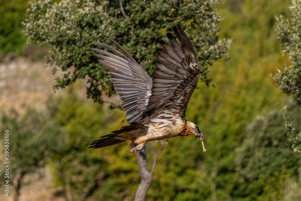 Adult Bearded Vulture with a bone in its beak and flying through trees