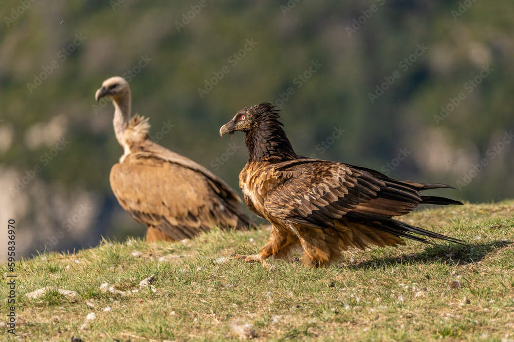 Young Bearded Vulture perched on the grassy ground with a griffon vulture in the background Young Bearded Vulture perched on the grassy ground with a griffon vulture in the background