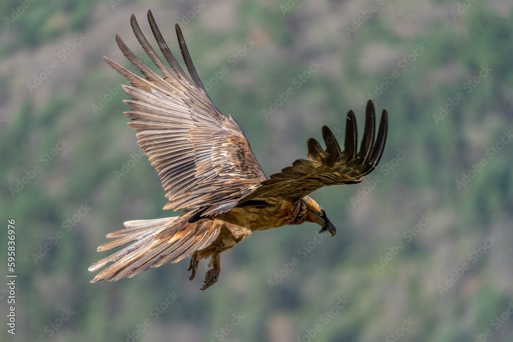 Fototapeta premium Young Bearded Vulture flying with brown open wings