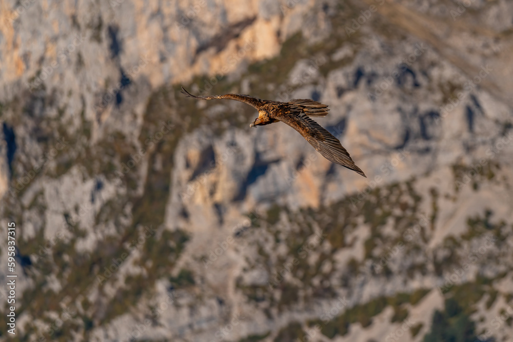 Obraz premium Adult Bearded Vulture flying and looking between rocky canyons