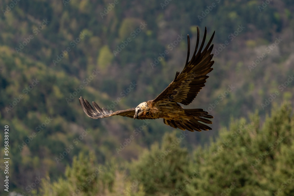 Fototapeta premium Adult Bearded Vulture flying with the forest in the background
