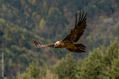 Adult Bearded Vulture flying with the forest in the background