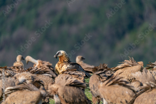 Adult Bearded Vulture perched with vultures around it