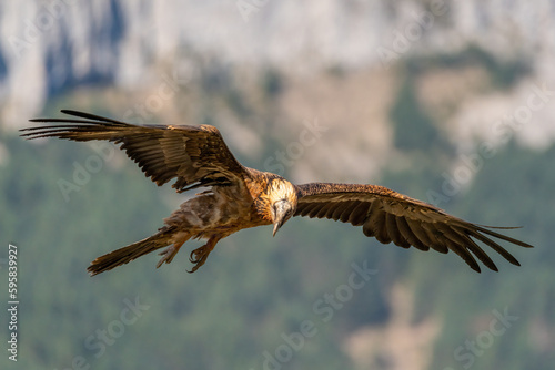 Adult Bearded Vulture flying with out-of-focus background