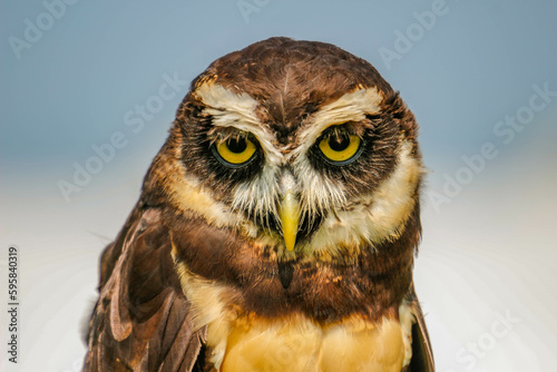 spectacled owl Pulsatrix perspicillata isolate on white background. photo