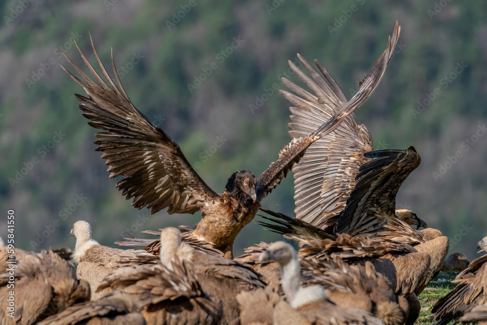 Fototapeta premium Young Bearded Vulture perched on the ground with wings spread and vultures around it