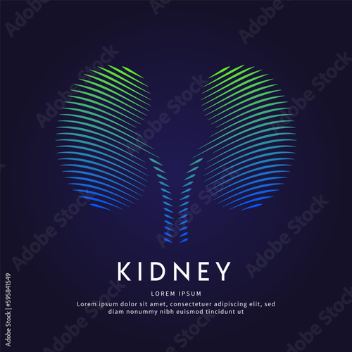 Human kidney medical structure. Vector logo kidney color silhouette on a dark background. Urology vector design - EPS 10