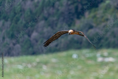 Adult Bearded Vulture flying over the horizon with open wings photo