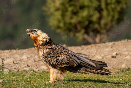Adult Bearded Vulture swallowing a bone on the ground