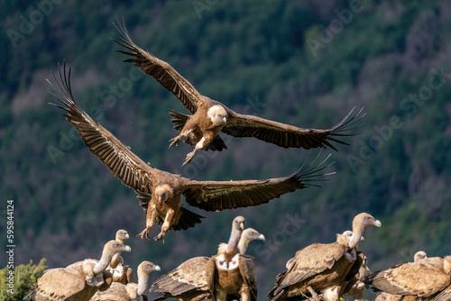 Pair of griffon vultures landing on the ground photo