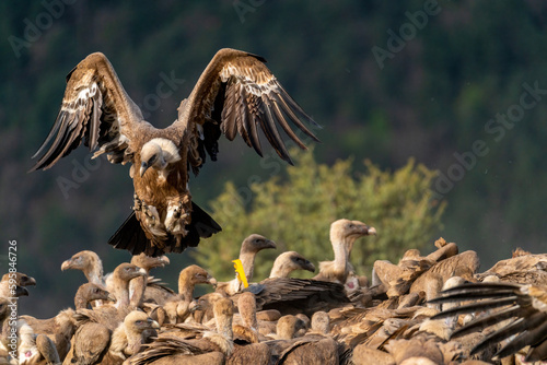 griffon vulture landing on a group of griffon vultures photo