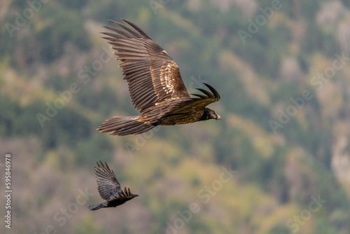 Young Bearded Vulture flying next to a crow