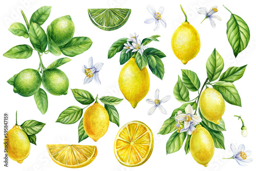 Vászonkép Lemons and lime branches, leaves, flowers