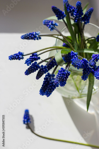 Blue Flowers under the Sun's Rays Spring Aesthetics. A bouquet of blue muscara flowers in a vase. top view photo