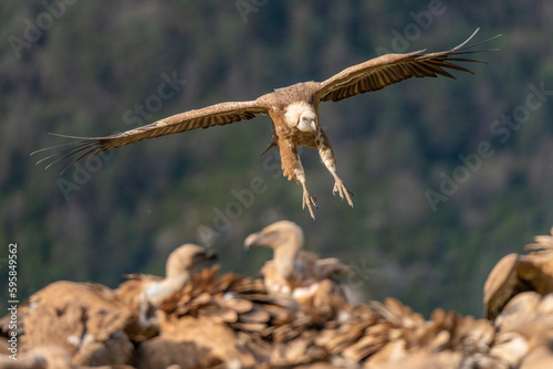 griffon vulture landing with forest in the background