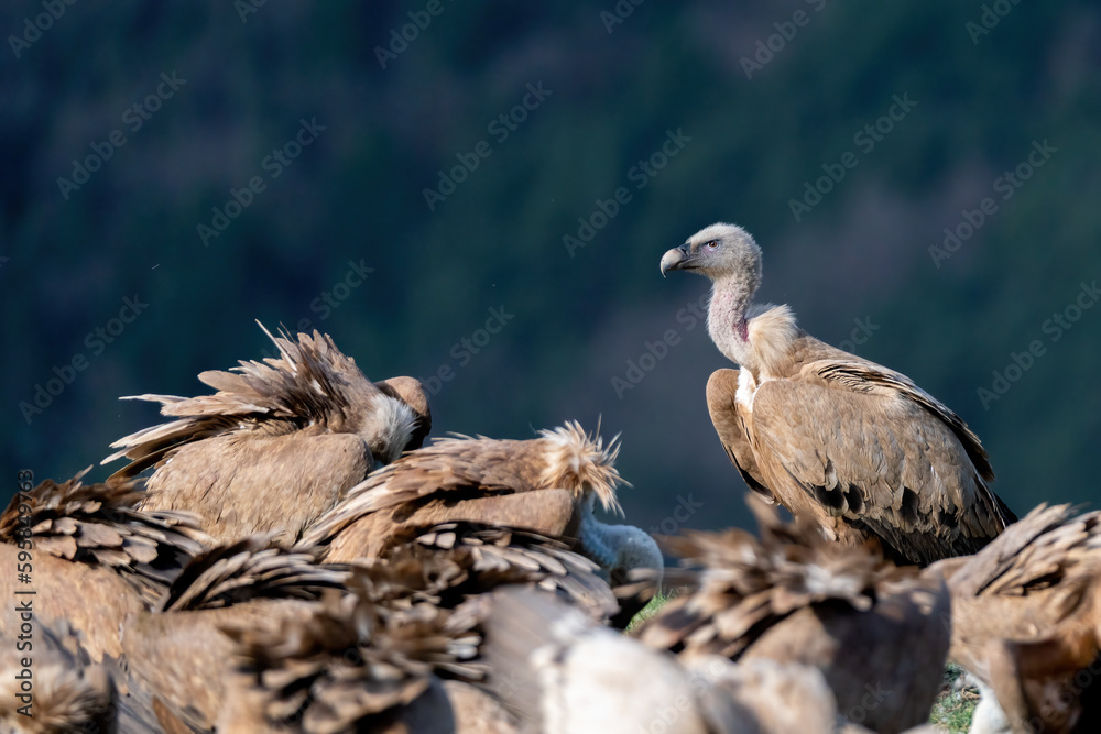 Fototapeta premium griffon vulture perched around a flock of vultures