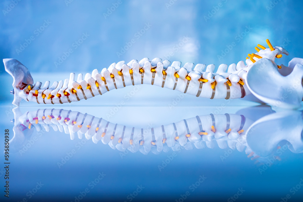 Total human spine skeleton model with beautiful reflection on glass table.Cervical, thoracic and lumbar spine to sacrum.Doctor in the orthopedic unit uses it for patient education before surgery. - obrazy, fototapety, plakaty 