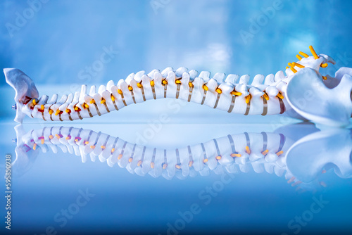 Total human spine skeleton model with beautiful reflection on glass table.Cervical, thoracic and lumbar spine to sacrum.Doctor in the orthopedic unit uses it for patient education before surgery. photo