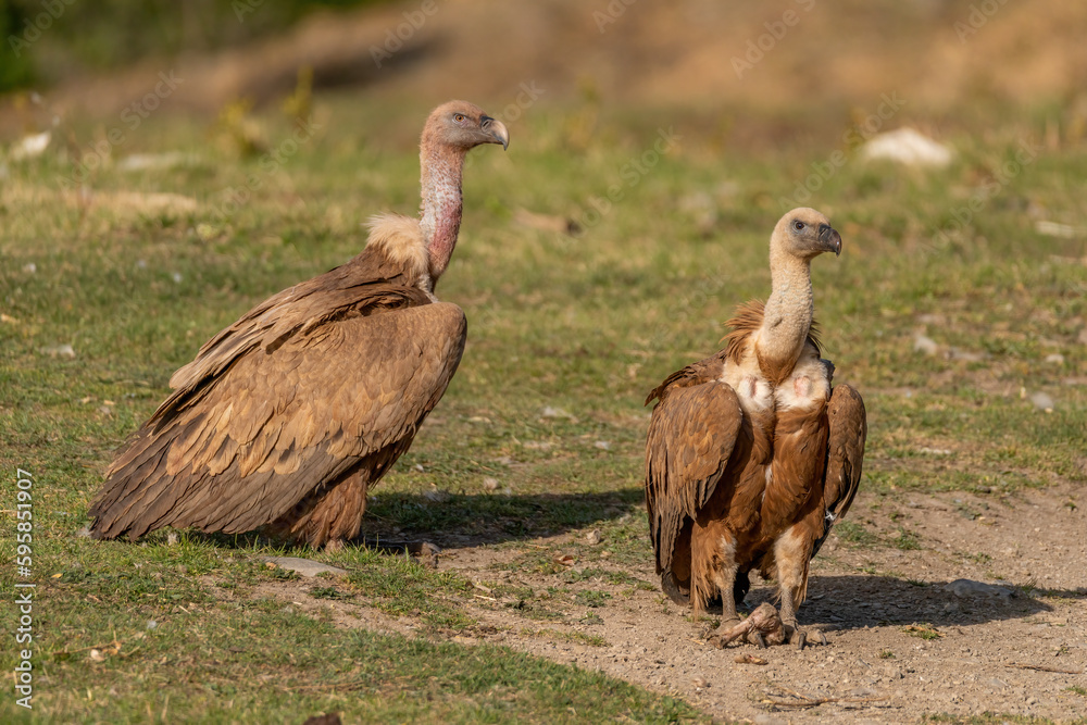 Pair of griffon vultures perched on the ground Pair of griffon vultures perched on the ground