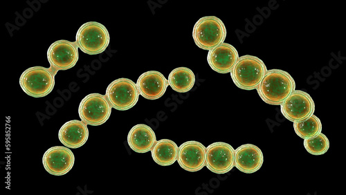 Microscopic fungi Lacazia loboi, the pathogen responsible for causing lobomycosis, 3D illustration
