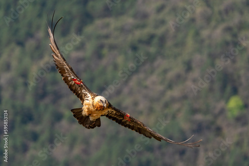 Adult Bearded Vulture flying near mountain peaks photo