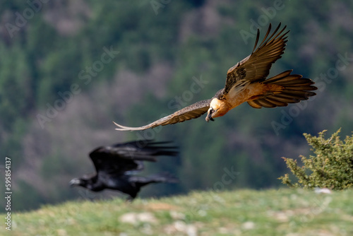 Obraz na płótnie Adult Bearded Vulture flying low near a corvid w salonie