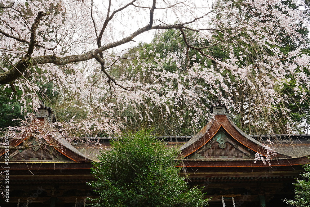 Yoshinoyama Sakura cherry blossom at Mikumari-jinja shrine. Mount Yoshino in Nara, Japan's most famous cherry blossom viewing spot - 日本 奈良 水分神社 しだれ桜 Yoshinoyama Sakura cherry blossom at Mikumari-jinja shrine. Mount Yoshino in Nara, Japan's most famous cherry blossom viewing spot - 日本 奈良 水分神社 しだれ桜