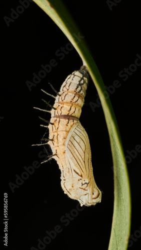 Details of a white butterfly pupa hanging from a grass.