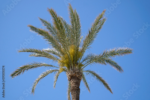 Single palm tree and sky in background