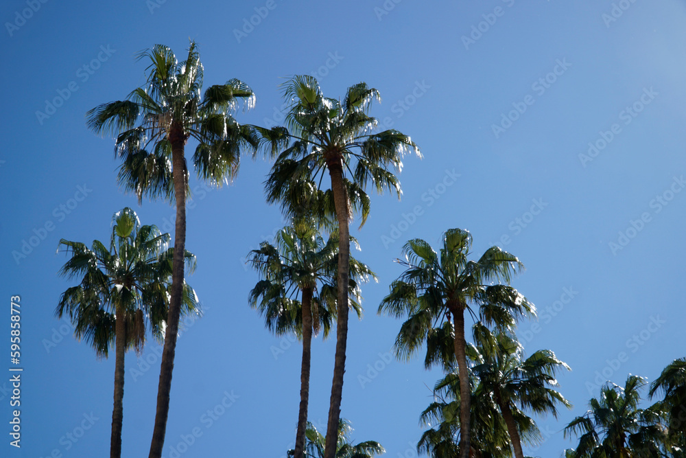 Palm trees and sky in background