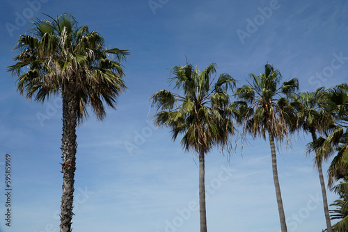 Fototapeta Naklejka Na Ścianę i Meble -  Palm trees and sky in background