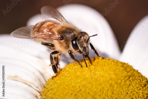 Close up of an European Honey Bee (Apis Mellifera) pollinating and feeding on a white and yellow Montauk daisy flowers. Long Island, New York, USA