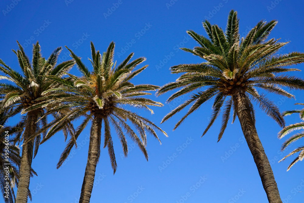 Fototapeta premium Palm trees and sky in background