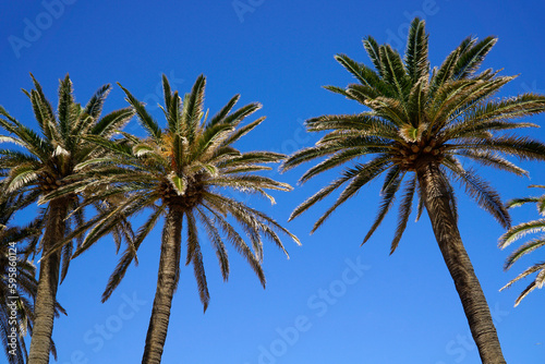 Palm trees and sky in background